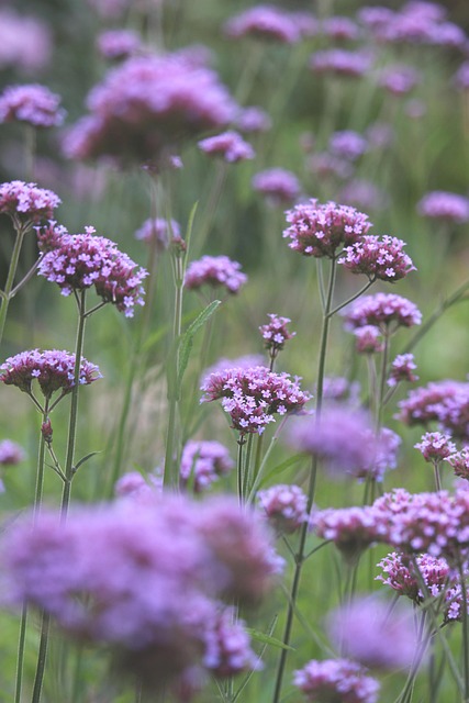 verbena, blossoms, garden, floral background, flower, flower bed, flower wallpaper, flower meadow, flora, nature, background, beautiful wallpaper, flower background, flower garden, bloom, beautiful flowers, hover, purple, violet, filigree